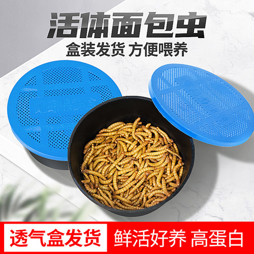 面包虫活体透气小盒发货