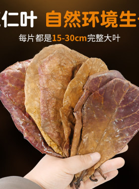 榄仁叶降酸调节Ph值稳定水质