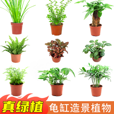 乌龟缸真绿植活体龟缸套餐椰子