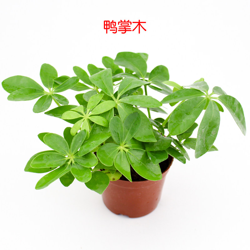 乌龟缸真绿植黄缘龟缸装饰造景套餐植物发财树椰子生态懒人鸭掌木图片