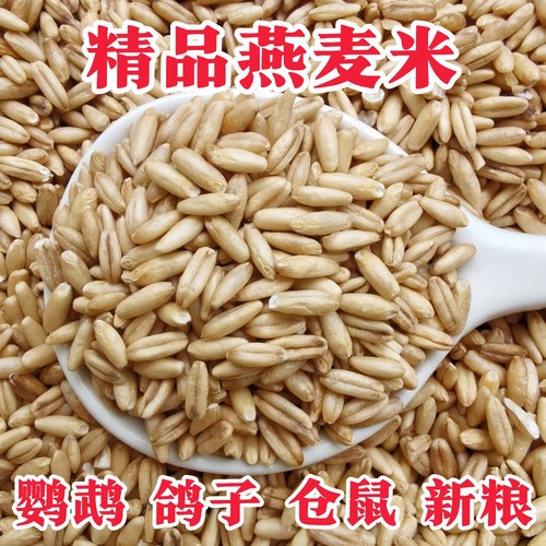 新燕麦鸟粮鸟儿爱吃麦香十足