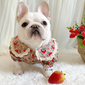 大翻领娃娃衣可爱斗牛犬胖狗短体灯笼袖 泡泡袖 新品 法斗衣服春季