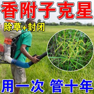 香附子专用专杀香附子克星草除烂根剂甘蔗玉米地杂草苗后不伤苗
