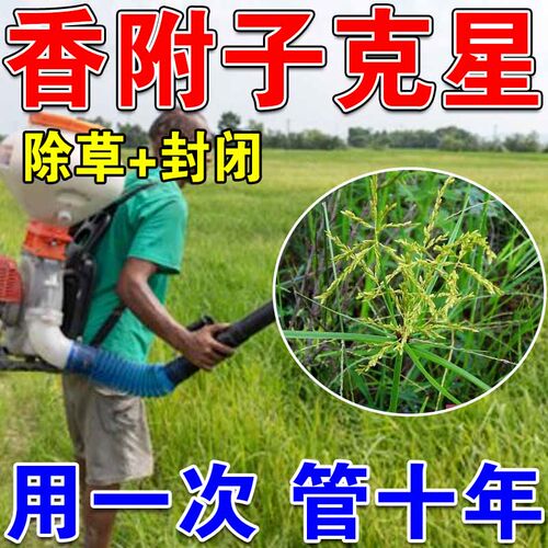 香附子专用专杀香附子克星草除烂根剂甘蔗玉米地杂草苗后不伤苗