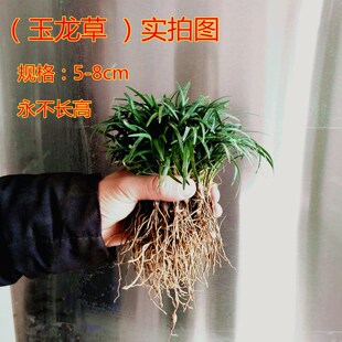 麦冬草日本矮麦冬草玉龙草苗沿阶草金边麦冬草苗庭院绿化地被植物