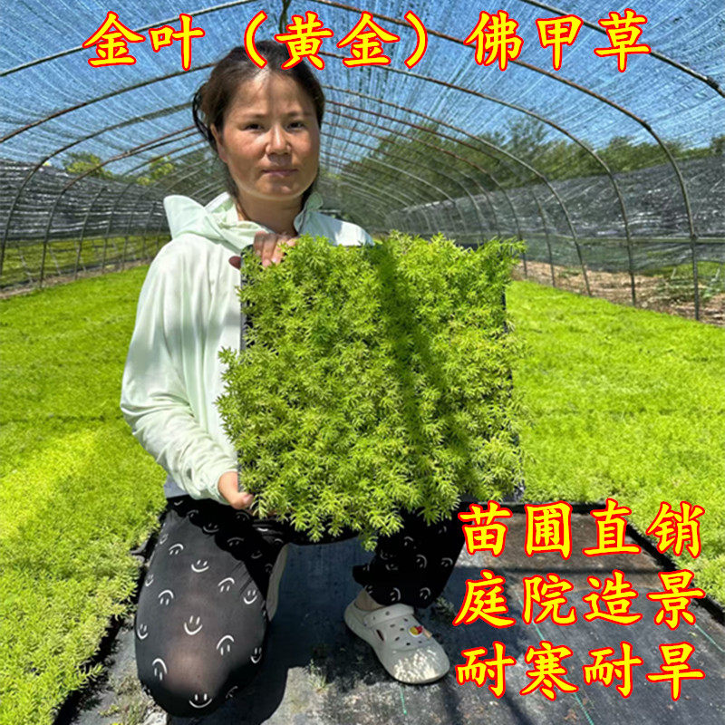 金叶佛甲草四季常青耐寒耐旱