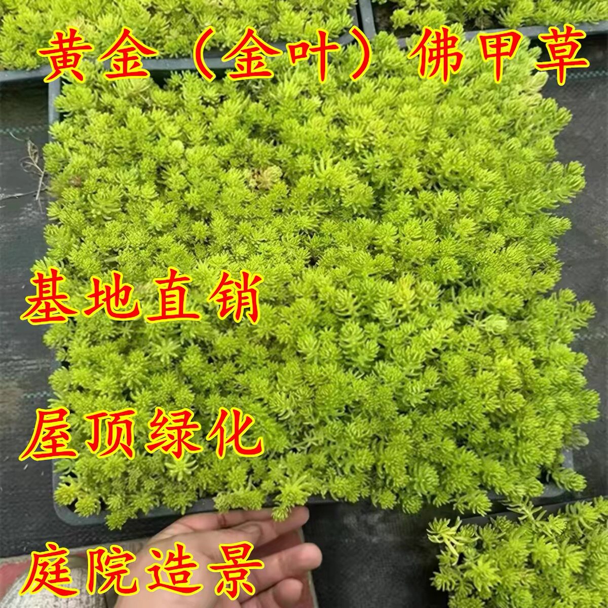 金叶佛甲草中华景天姬岩垂草四季常青耐寒耐旱庭院绿化地被植物