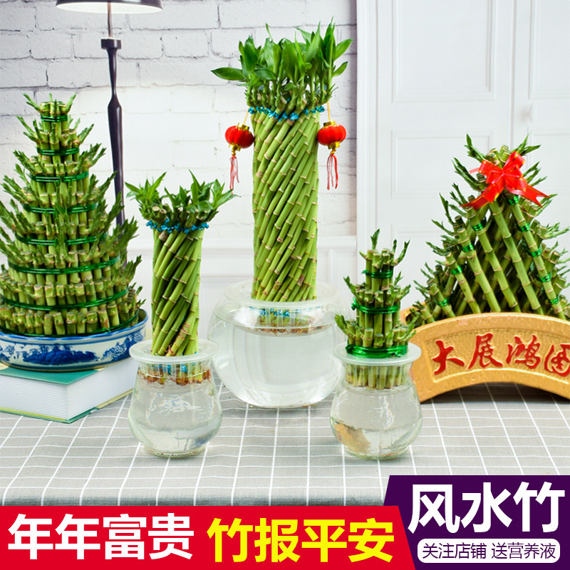 节节高水竹富贵竹摆件水培植物大展宏图盆栽造型宝塔盆景仿真塔形
