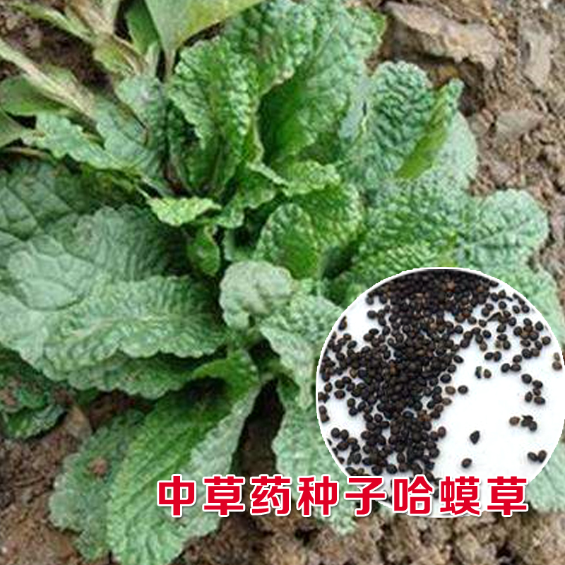 中草药蛤蟆草蟾蜍草种籽 野菜药膳蔬菜种子 也可晒干泡茶对咳嗽好