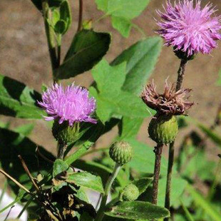 小蓟刺儿菜种子 青青菜种子萋菜种苗千针草种子野红花种子包邮