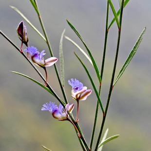 远志种子远志籽高效益药材种子管理简单药材药材种子细叶耐干旱