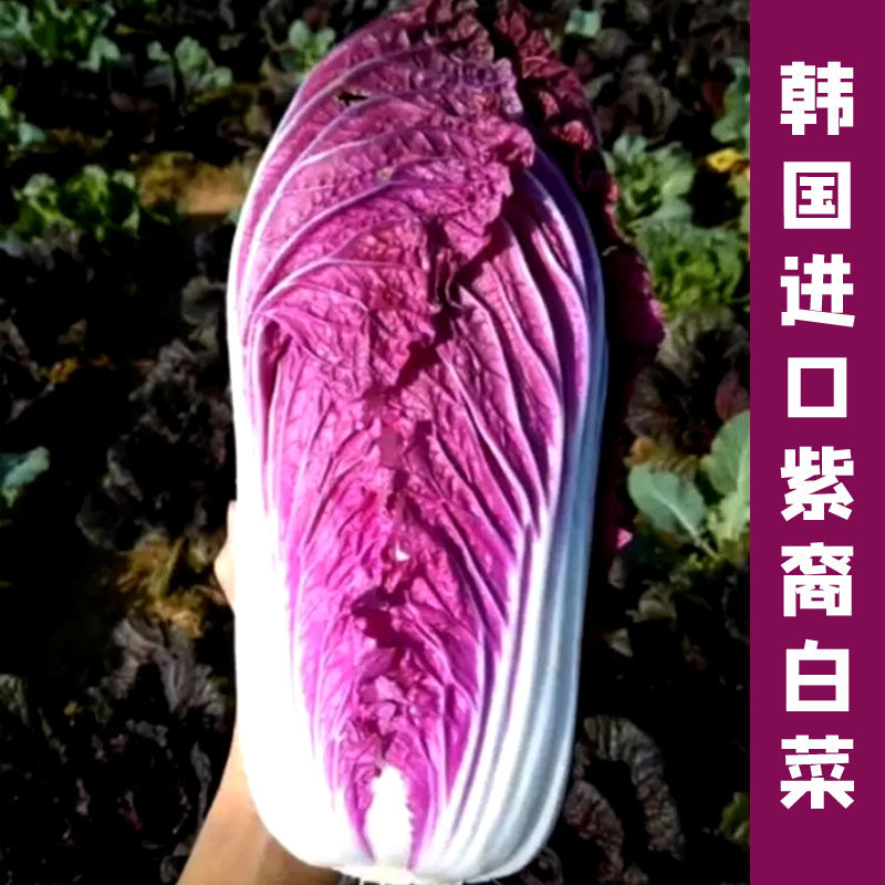 紫色易种植四季大白菜