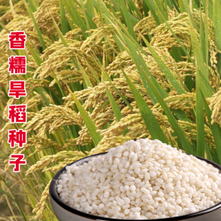 香糯旱稻种子谷种黑水稻种籽高产春夏大田种植常规种和杂交旱稻