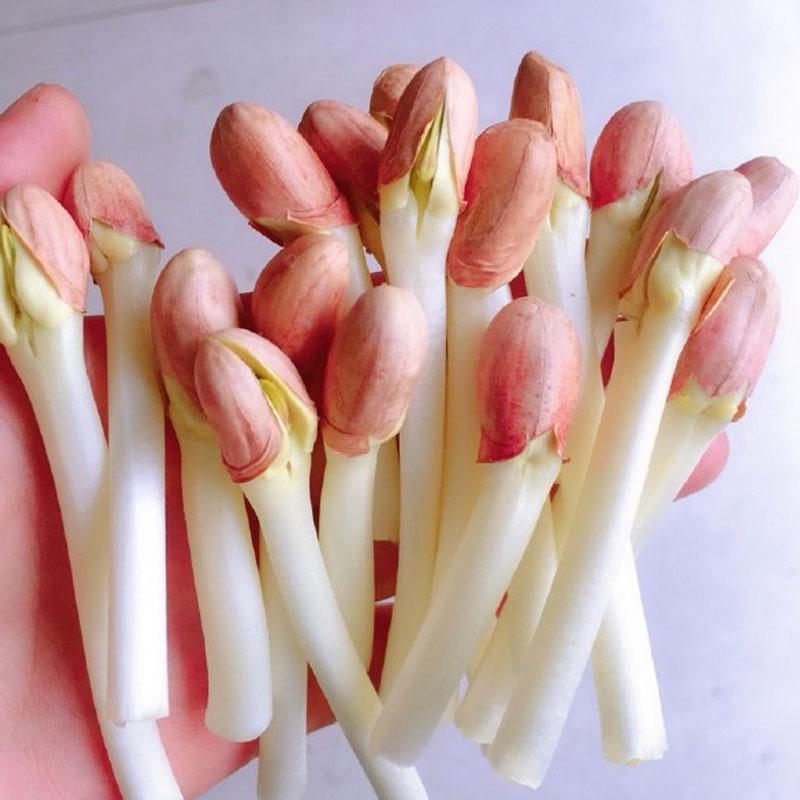 花生芽种子花育9616中大颗粒无壳花生米种籽水培发花生芽批发商用