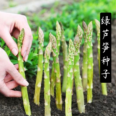 芦笋高产多年生四季种保健蔬菜