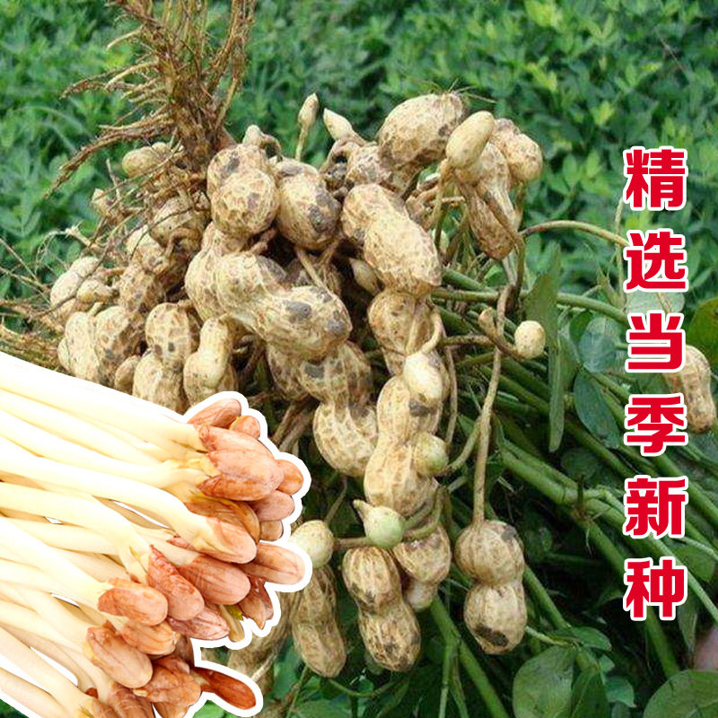 花生水培育苗四季种子