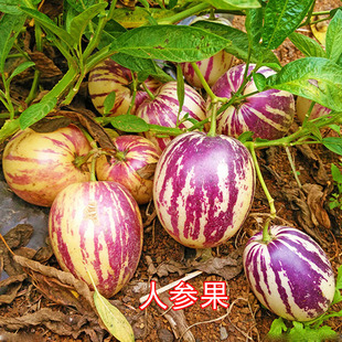 人参果种子人生果人身果苗子室内盆栽黄心圆果四季种植特色水果孑