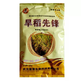 旱稻先锋高产旱稻种子旱两优8208山地丘陵旱地长粒稻谷国审稻抗病