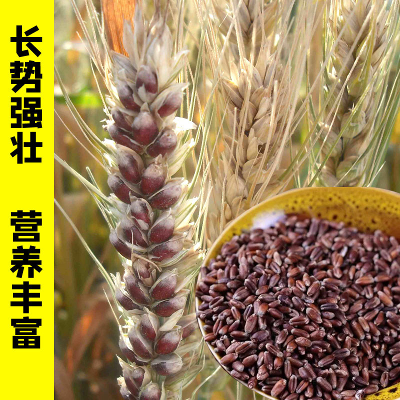 农大3753原种黑小麦种子高产易种杂粮黑金刚黑麦春冬季黑小麦种籽