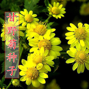 野菊花种子甘野菊白色黄色多年生菊花子籽 泡茶小菊花野生山菊花