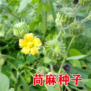 全新苘麻种子500粒青麻野苎麻线麻冬葵小苘子做麻绳用种籽磨盘草