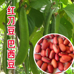巴西豆种子红刀豆大扁豆大刀豆种子高产魔豆籽特色蔬菜春秋庭院种