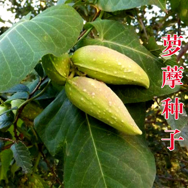 萝藦天浆壳种子老瓜萝摩罗摩瓢奶浆草老窝瓢多年生植物老鸪瓢羊婆