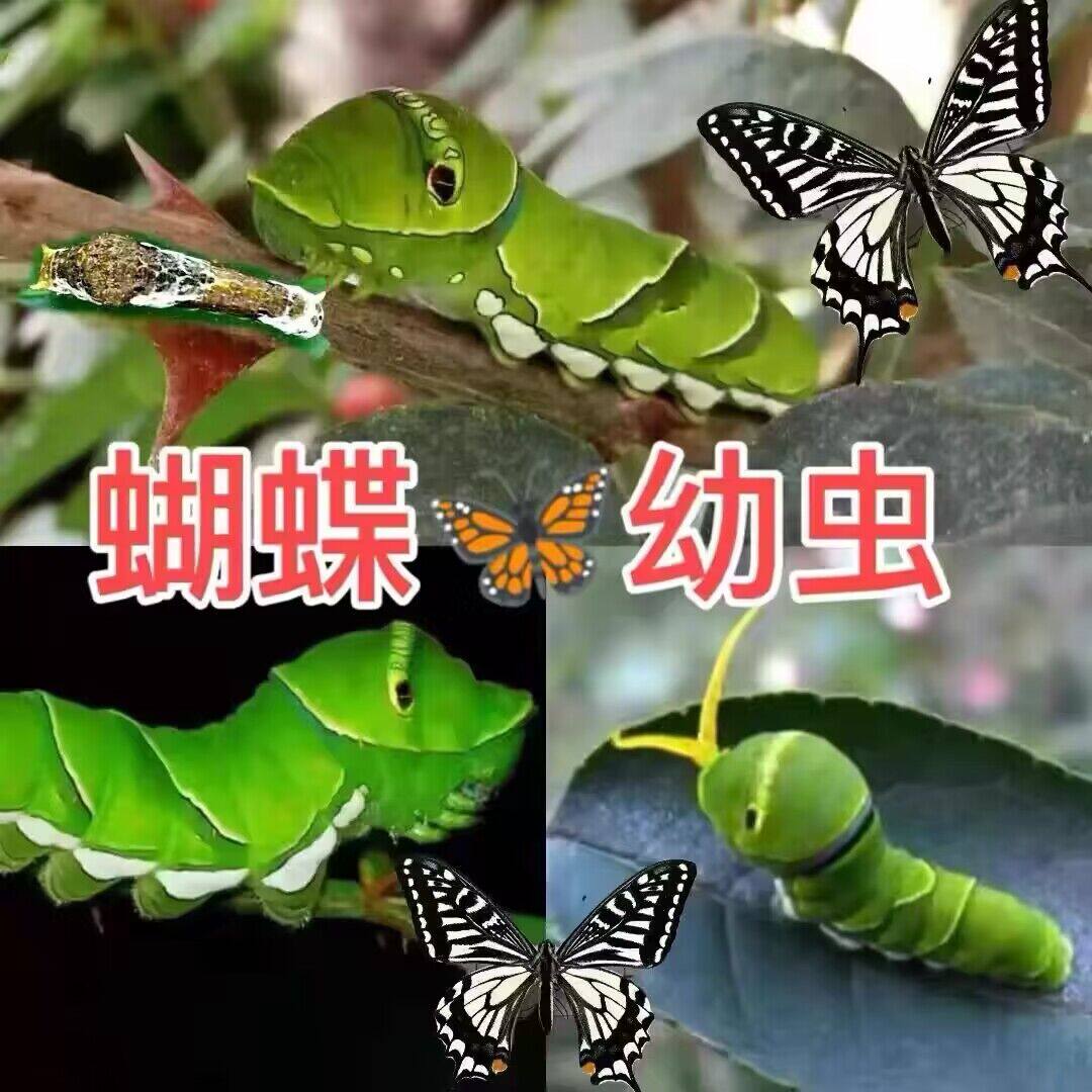 柑橘凤蝶幼虫蝴蝶卵蝴蝶蛹玉带食物叶子毛毛虫养殖套餐蚕宝宝活体