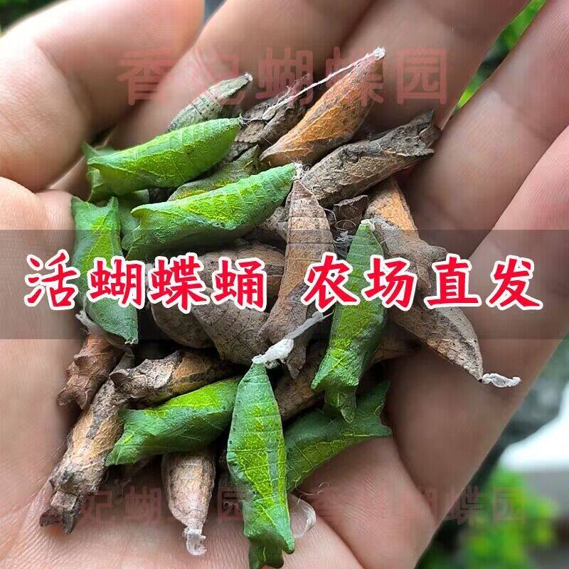活体蝴蝶蛹蝴蝶摄影儿童科普蝴蝶羽化套餐蝴蝶饲养幼儿园观察蝴蝶