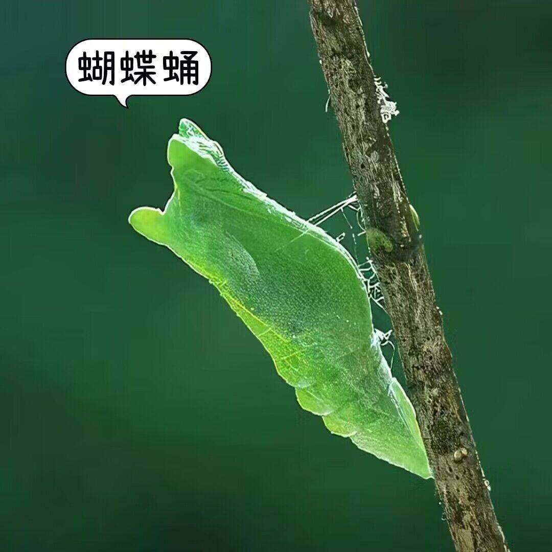 活体蝴蝶蛹毛毛虫蚕宝宝羽化蝴蝶(活体发货后不接受退货)蝶蛹