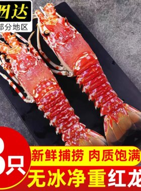 鲜活超大波斯顿角脊龙虾