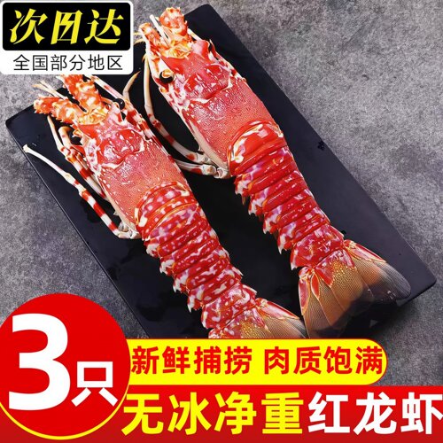 鲜活超大波斯顿角脊龙虾