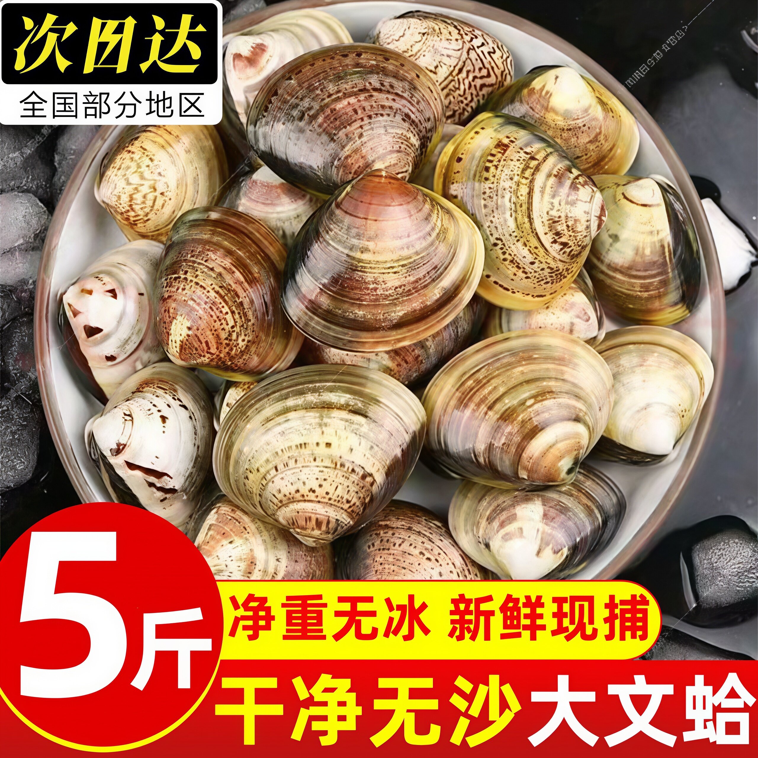 辽宁丹东特大冷冻文蛤批发顺丰