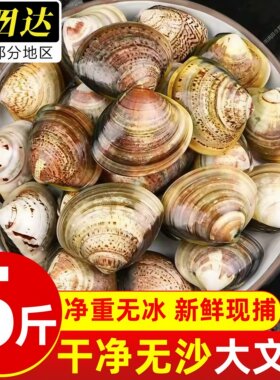 辽宁丹东特大冷冻文蛤批发顺丰