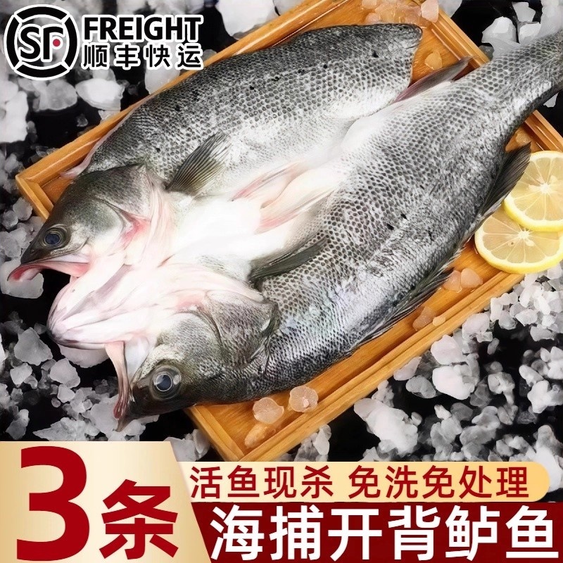 新鲜开背免处理鲈鱼商用半成品