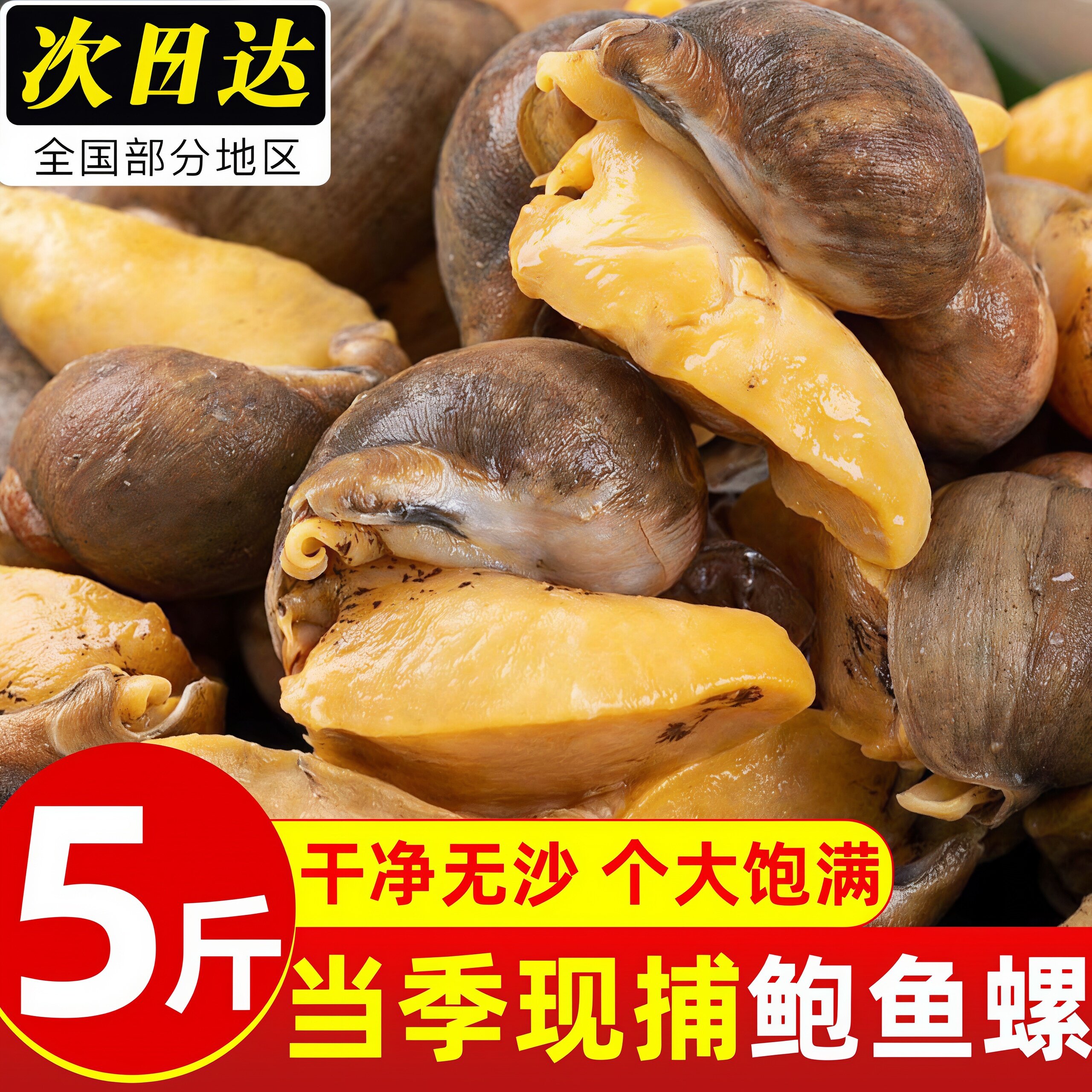 鲍鱼螺鲜活特大号老婆脚新鲜冷冻