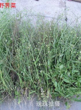 今年新货 自采野荠菜全株干品  护生草 地菜 地米菜 菱闸菜500g