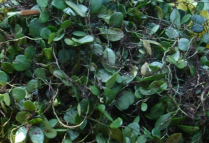 包邮野生新鲜石瓜子 抱石莲 伏石蕨 抱树莲 炖小肠去咳500克