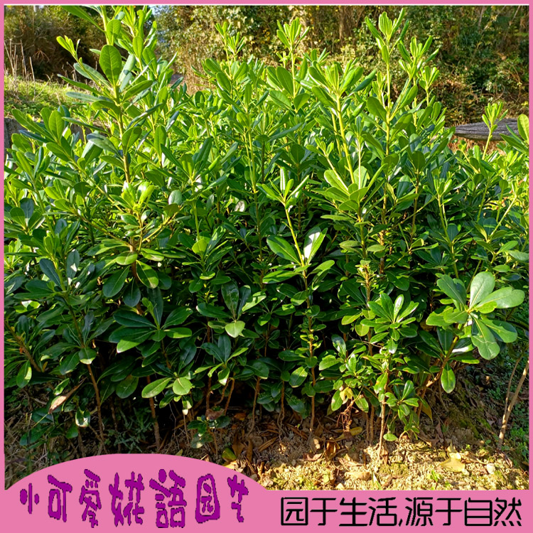 海桐树苗七里香盆栽篱笆围墙植物