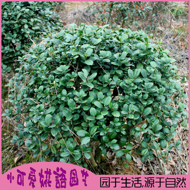 无刺枸骨球枸骨树苗无刺枸骨盆景造型枸骨老桩别墅庭院园林绿化树