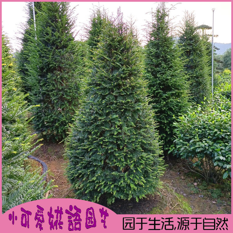 正宗红豆杉大型盆栽南方树苗