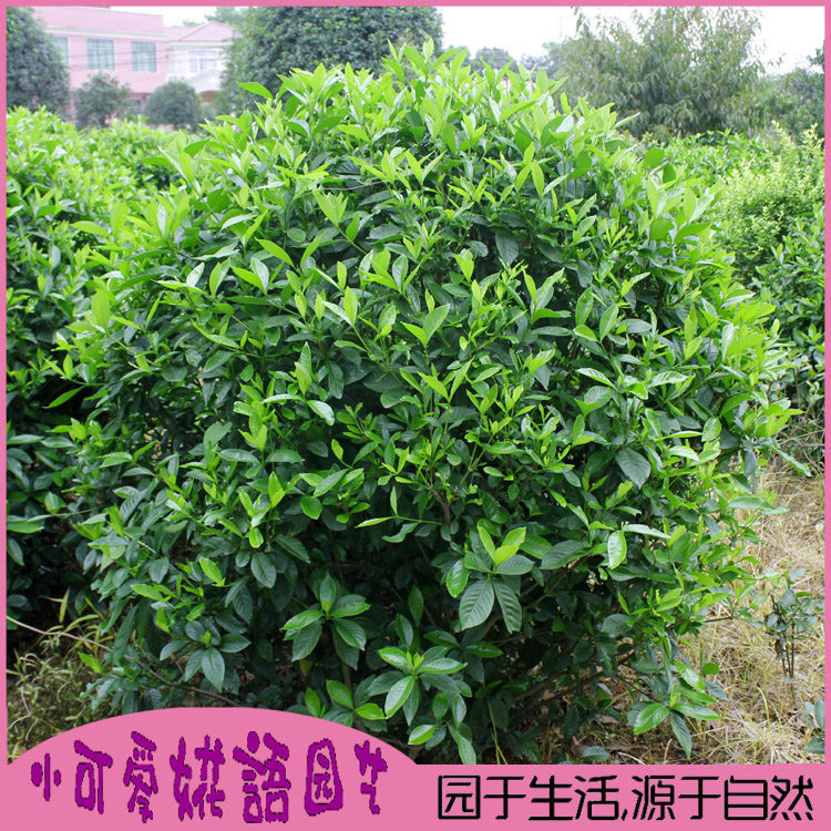 栀子花球 大叶栀子花苗 四季开花大叶桅子花苗庭院园林植物耐阴