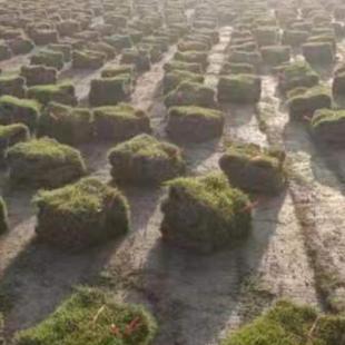 马尼拉草皮产地直销百慕大草皮产地直销大量提供草皮50平起批包邮