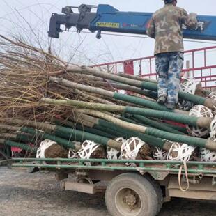 垂柳树苗杨柳树枝条黄金柳金丝垂柳竹柳旱柳树苗行道工程绿化苗