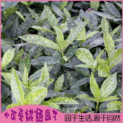 金珊瑚庭院绿化苗木园林
