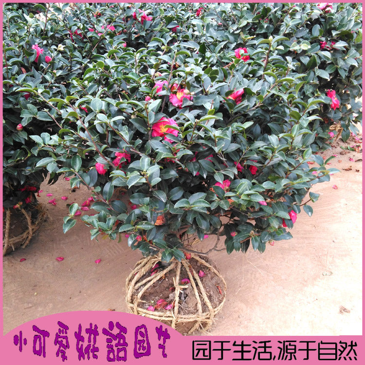 茶梅球茶梅球花苗茶梅盆栽四季常青茶梅树大型庭院盆景别墅绿化树
