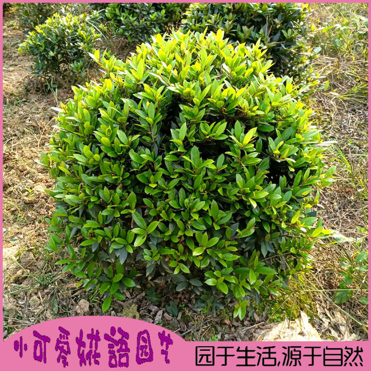 中华蚊母树苗蚊母球盆景老桩庭院别墅园林耐寒绿化树包邮
