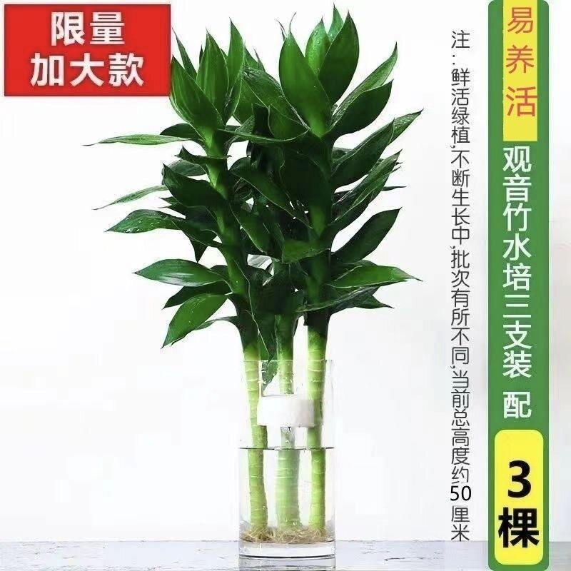 带根观音竹大叶带根水培植物室内桌面绿植