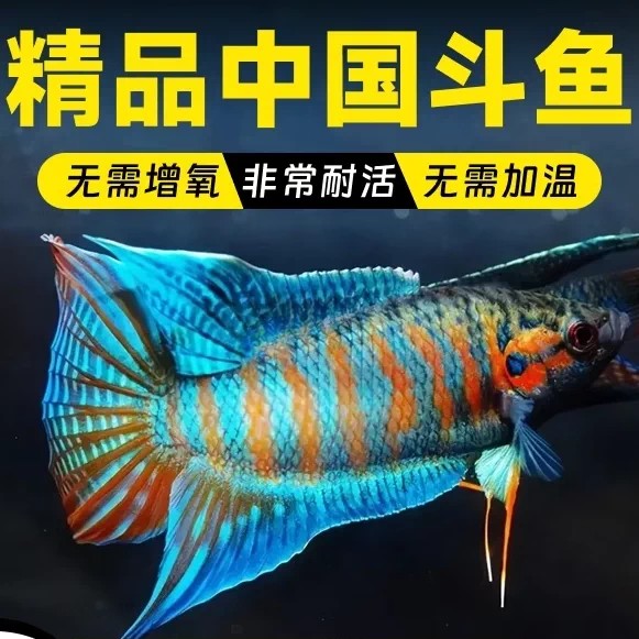 中国斗鱼活鱼观赏鱼普叉冷水鱼繁殖淡水原生鱼好养耐活鱼苗活体