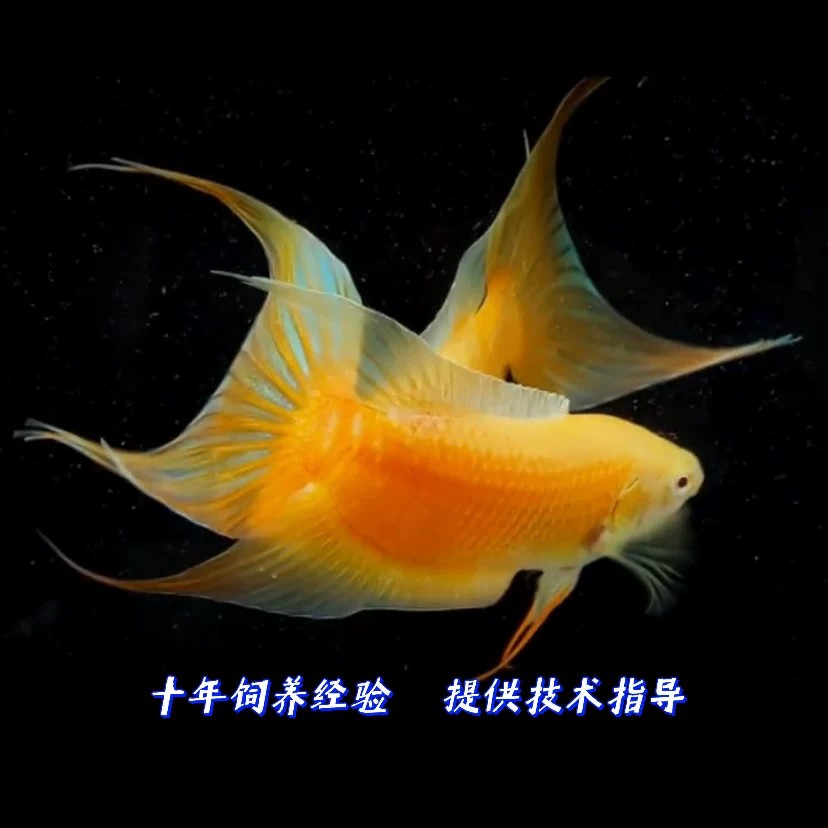 中国斗鱼招财黄金玄黄金斗鱼活体活鱼金鱼好养耐活冷水淡水观赏鱼